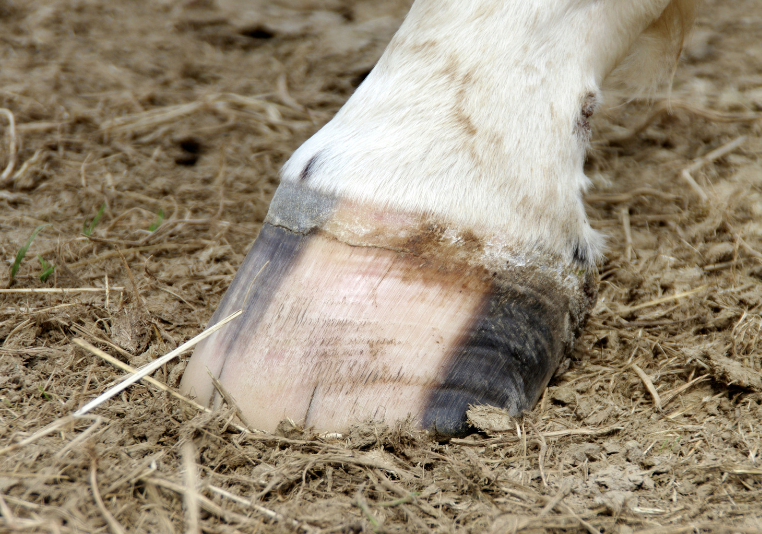 tâche corne cheval